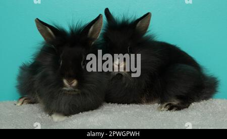 Zwei niedliche, schwarze Kaninchen auf einer weißen Decke Stockfoto