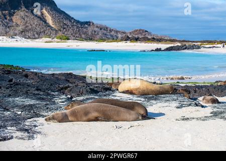 Galapagos Sea Lions (Zalophus wollebaeki) by Wizard Hill Beach, San Cristobal Island, Galapagos national park, Ecuador. Stockfoto