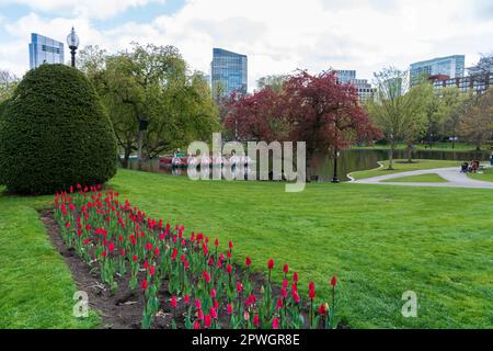 Blühende Tulpen, grüner Rasen und Schwanenboote im Boston Common Park mit Wolkenkratzern im Hintergrund Stockfoto