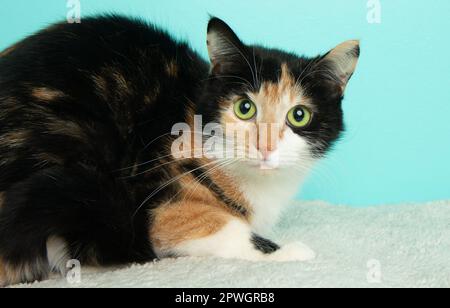 Eine niedliche, kurzhaarige Katze mit grünen Augen, die aus der Nähe des Porträts liegt Stockfoto