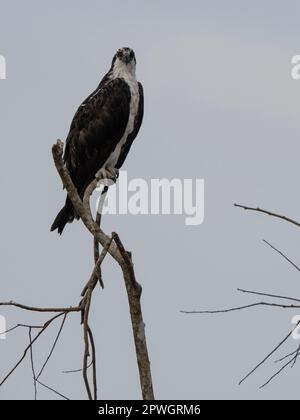 Fischadler (Pandion haliaetus), Tarcoles River, Costa Rica Stockfoto