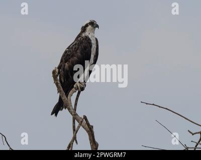 Fischadler (Pandion haliaetus), Tarcoles River, Costa Rica Stockfoto