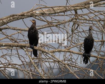 Neotroper Kormoran (Nannopterum brasilianum), Tarcoles River, Costa Rica Stockfoto