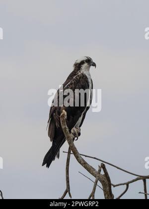 Fischadler (Pandion haliaetus), Tarcoles River, Costa Rica Stockfoto