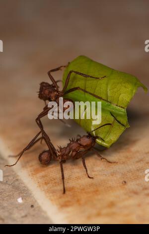 Blattzünger, Formicidae, Naturschutzgebiet Cabo Blanco, Costa Rica Stockfoto