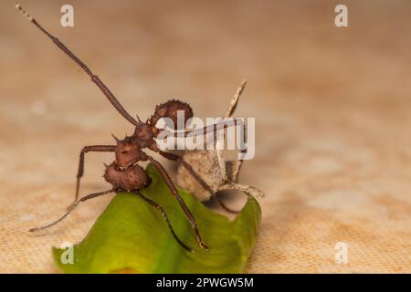 Blattzünger, Formicidae, Naturschutzgebiet Cabo Blanco, Costa Rica Stockfoto