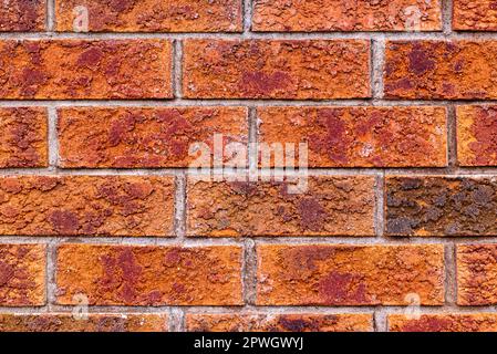 Kanadische Backsteinhäuser bestehen aus wunderschönen Ziegeln mit einem einzigartigen Stil und Farbschema. Stockfoto