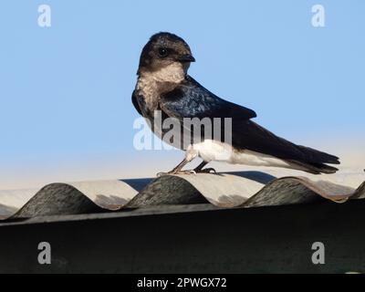 graubrustkuchen martin (Progne chalybea), Costa Rica Stockfoto