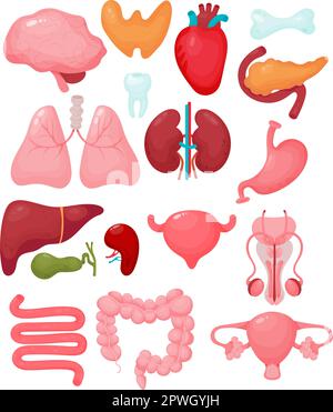 Menschliche Cartoonorgane. Gehirn, Schilddrüse, Herz, männliches Fortpflanzungsorgan, Uterus, Bauchspeicheldrüse, Nieren, Zahn, Knochen, Lungen, Leber, Gallenblase, Milz, Bladd Stock Vektor
