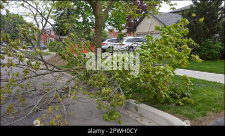 Starke Winde und starker Regen verursachen das Umstürzen von Bäumen Stockfoto