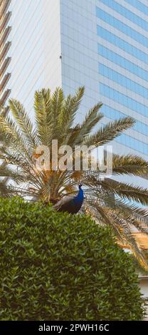 Ein Pfau sitzt auf einem Busch vor dem Hintergrund einer Palme Stockfoto