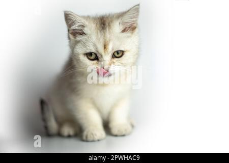 Kleine weiße graue flauschige Kätzchen, britische Lecks auf weißem Hintergrund. Stockfoto