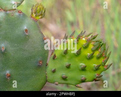 Östlicher Stachelbirnen-Kaktus, der im Frühling in Mitteltexas wächst. Stockfoto