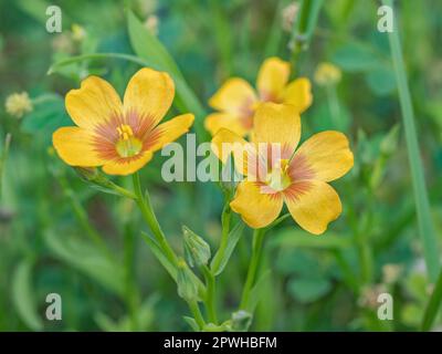 Linum imbricatum Blumen wachsen auf einer Frühlingswiese in Texas. Stockfoto