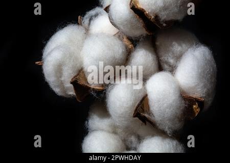 Baumwollblume auf schwarzem Hintergrund. Nahaufnahme einer trockenen Pflanze Stockfoto