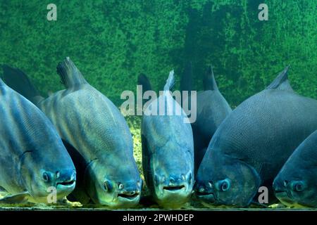 Eine Schar Piranhas in einem Aquarium. Gefährliche Fische, Raubtiere. Stockfoto