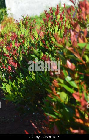 Selektiver Fokus, schmale Feldtiefe, Zierpflanze mit dem wissenschaftlichen Namen syzygium australe, die in Gärten wächst, aus Ost-Australien stammt Stockfoto