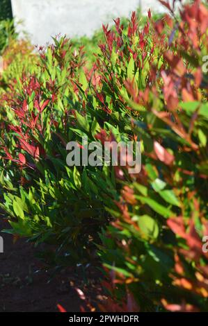 Selektiver Fokus, schmale Feldtiefe, Zierpflanze mit dem wissenschaftlichen Namen syzygium australe, die in Gärten wächst, aus Ost-Australien stammt Stockfoto