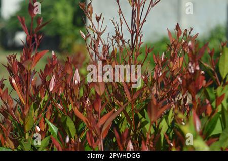 Selektiver Fokus, schmale Feldtiefe, Zierpflanze mit dem wissenschaftlichen Namen syzygium australe, die in Gärten wächst, aus Ost-Australien stammt Stockfoto