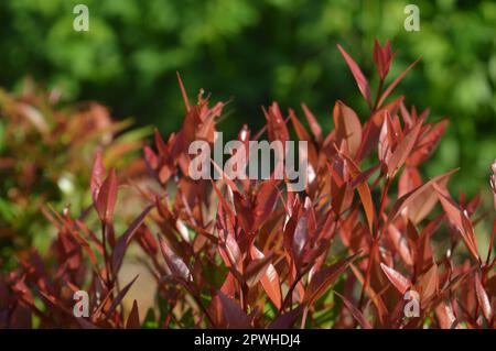 Selektiver Fokus, schmale Feldtiefe, Zierpflanze mit dem wissenschaftlichen Namen syzygium australe, die in Gärten wächst, aus Ost-Australien stammt Stockfoto