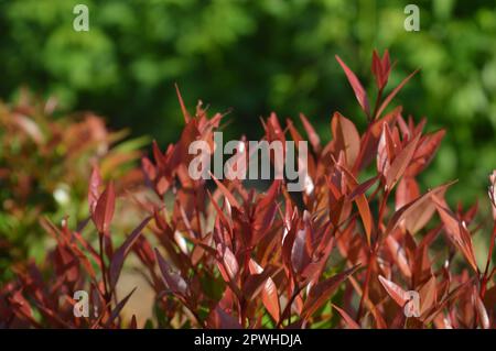 Selektiver Fokus, schmale Feldtiefe, Zierpflanze mit dem wissenschaftlichen Namen syzygium australe, die in Gärten wächst, aus Ost-Australien stammt Stockfoto