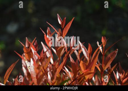 Selektiver Fokus, schmale Feldtiefe, Zierpflanze mit dem wissenschaftlichen Namen syzygium australe, die in Gärten wächst, aus Ost-Australien stammt Stockfoto