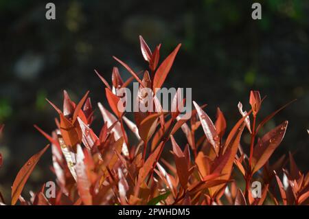 Selektiver Fokus, schmale Feldtiefe, Zierpflanze mit dem wissenschaftlichen Namen syzygium australe, die in Gärten wächst, aus Ost-Australien stammt Stockfoto