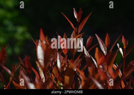 Selektiver Fokus, schmale Feldtiefe, Zierpflanze mit dem wissenschaftlichen Namen syzygium australe, die in Gärten wächst, aus Ost-Australien stammt Stockfoto