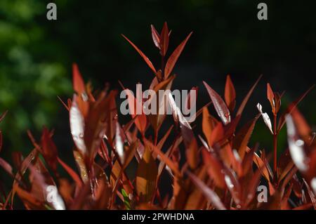 Selektiver Fokus, schmale Feldtiefe, Zierpflanze mit dem wissenschaftlichen Namen syzygium australe, die in Gärten wächst, aus Ost-Australien stammt Stockfoto