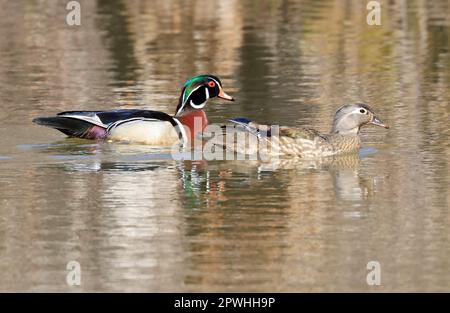 Farbenfrohe Holzenten am See und ihre Reflexionen auf dem Wasser, Quebec, Kanada Stockfoto