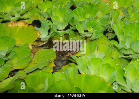 Kröte, Rhinella Marina, versteckt sich inmitten der Vegetation in einem Teich. Stockfoto