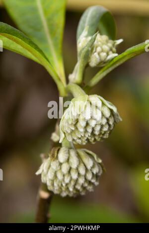 Oriental Paperbush (Edgeworthia papyrifera) Mitsumata Stockfoto