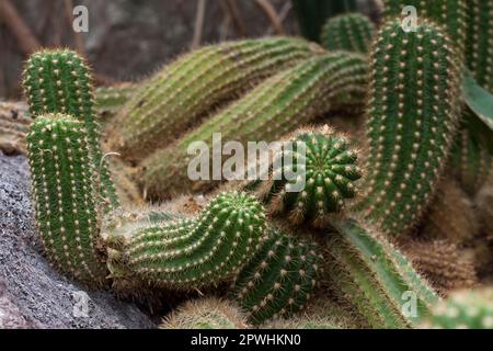 Mammillaria elongata Stockfoto