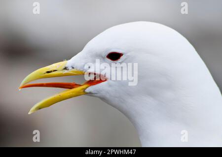 Larus tridactylus, Kittiwake, Kittiwakes, Gulls, Tiere, Vögel, Schwarzbein-Kittiwake (Rissa tridactyla), Erwachsener, Nahaufnahme des Kopfes, Ruf, innen Stockfoto