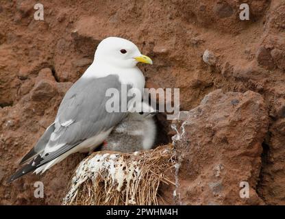 Rotbein-Kittiwake (Rissa brevirostris), Erwachsener mit Küken, Nest auf Klippen, Alaska Maritime National Wildlife Refuge, Buldir Island, Western Stockfoto