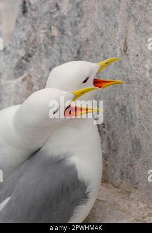 Kittiwake (Rissa tridactyla) adultes Zuchtpaar, das sich gegenseitig auf einem Klippennest begrüßt, Farne Islands, Northumberland, England, Vereinigtes Königreich Stockfoto