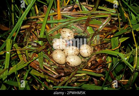 Moorhen, Grünfüßler Moorhen, Maulhennen, Gemeine Maultiere (Gallinula chloropus), Maulhühner, Grünfüßige Maulhühner, Rallen, Tiere, Vögel, Gemein Stockfoto