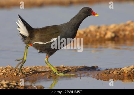 Moorhen, gemeine Moorhennen (Gallinula chloropus), Grünfußmoorhen, Rallen, Tiere, Vögel, Common Moorhen - Erwachsener, Spaziergang am Seeufer Stockfoto