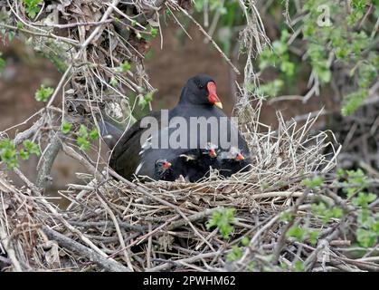 Moorhen, Grünfüßiger Moorhen, Maulhennen, Gemeine Maultiere (Gallinula chloropus), Grünfüßige Maultiere, Rallen, Tiere, Vögel, Gemeiner Moorhen Erwachsener Stockfoto