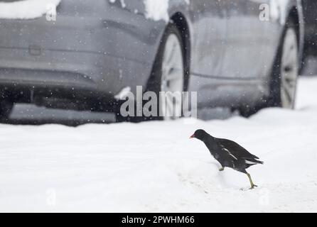 Moorhen, gemeine Moorhennen (Gallinula chloropus), Grünfußmoorhen, Geländer, Tiere, Vögel, Gemeiner Moorhen, Erwachsener, über eine schneebedeckte Straße Stockfoto