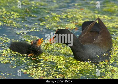 Moorhen, gemeine Moorhennen (Gallinula chloropus), Grünfußmoorhen, Rallen, Tiere, Vögel, Gemeiner Moorhen-Erwachsener, bettelnde Tussi füttern, auf Wasser Stockfoto