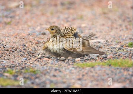 Eurasische Himmelslarke (Alauda arvensis), Erwachsener, Staubbaden, Festland, Shetland-Inseln, Schottland, Großbritannien Stockfoto