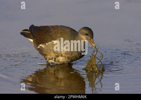 Moorhen, gemeine Moorhennen (Gallinula chloropus), Grünfußmoorhen, Rallen, Tiere, Vögel, Gemeiner Moorhen Jungfräulichkeit im Wasser, Unkraut im Wasser Stockfoto