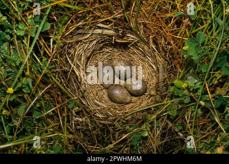 Skylark, eurasische Skylarks (Alauda arvensis), Singvögel, Tiere, Vögel, Seen, Skylark Nest mit vier Eiern Stockfoto