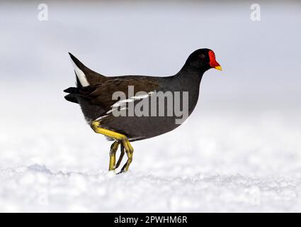 Moorhen, gemeine Moorhennen (Gallinula chloropus), Grünfußmoorhen, Rallen, Tiere, Vögel, Gemeiner Moorhen Erwachsener, im Schnee spazieren, West Midlands Stockfoto