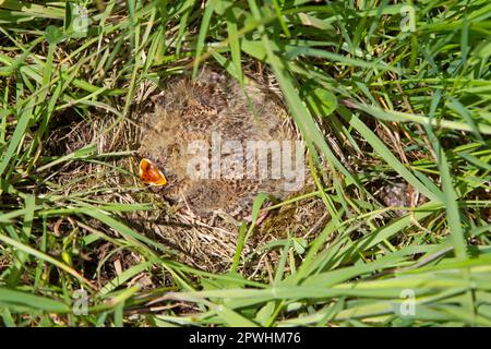 Skylark (Alauda arvensis) Küken, die in Nest sitzen, Suffolk, England, Vereinigtes Königreich Stockfoto