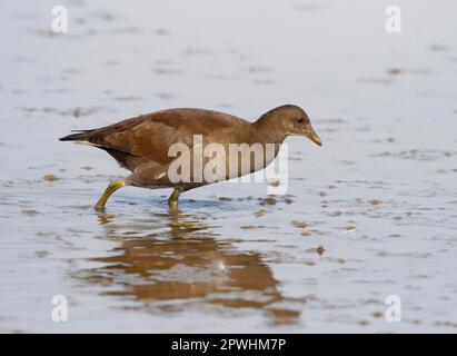 Moorhen, gewöhnliche Moorhennen (Gallinula chloropus), Grünfußmoorhen, Rallen, Tiere, Vögel, Gemeiner Moorhen, Jugendliche, waten im flachen Wasser Stockfoto