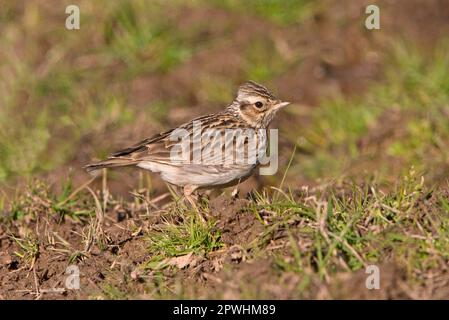 Woodlark (Lullula arborea), ausgewachsen, am Boden, Extremadura, Spanien Stockfoto