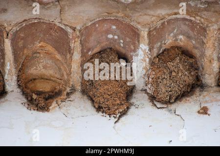 Gemütshaus martins (Delichon urbica) Singvögel, Tiere, Vögel, Schwalben, Haus Martin Erwachsene, Bau Schlammnest unter Dachtrassen, Obidos Stockfoto