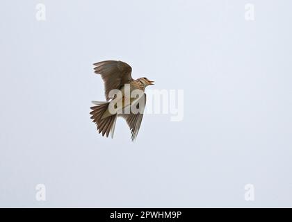 Eurasische Skylark (Alauda arvensis), Erwachsener, Gesang, Klettern, England, Großbritannien Stockfoto